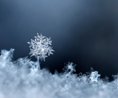 snowflake, little snowflake on the snow